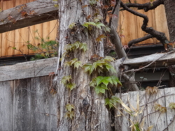 f:id:hatekota810:20140526192638j:image