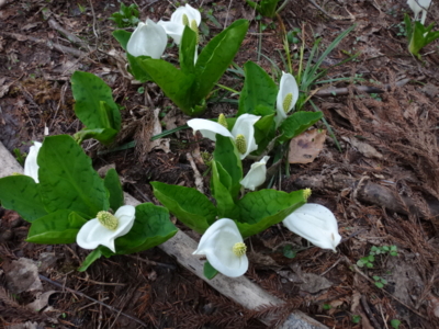 f:id:hatekota810:20140531190246j:image