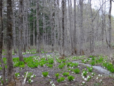 f:id:hatekota810:20140531190409j:image