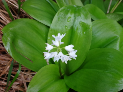 f:id:hatekota810:20140616192613j:image