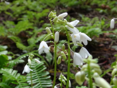 f:id:hatekota810:20140616200121j:image