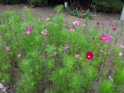 f:id:hatekota810:20140630183751j:image