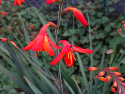 f:id:hatekota810:20140704194553j:image