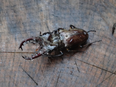 f:id:hatekota810:20140708190240j:image