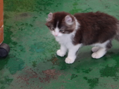 f:id:hatekota810:20140713193510j:image