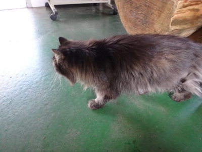 f:id:hatekota810:20140713193845j:image