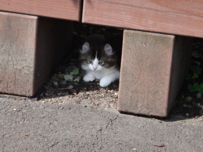 f:id:hatekota810:20140713194441j:image