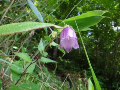 f:id:hatekota810:20140716191011j:image