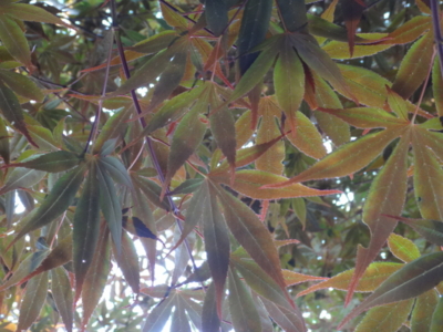 f:id:hatekota810:20140719200249j:image