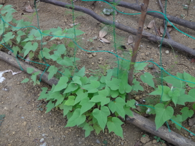 f:id:hatekota810:20140723190614j:image