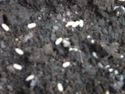 f:id:hatekota810:20140723191021j:image