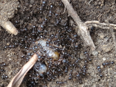 f:id:hatekota810:20140723191112j:image