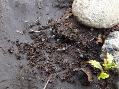 f:id:hatekota810:20140723191636j:image