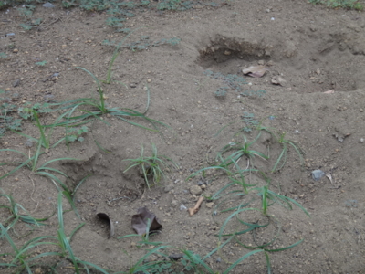 f:id:hatekota810:20140723192620j:image