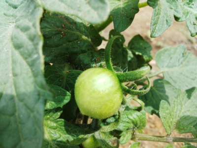 f:id:hatekota810:20140724185727j:image