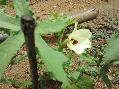 f:id:hatekota810:20140724190441j:image