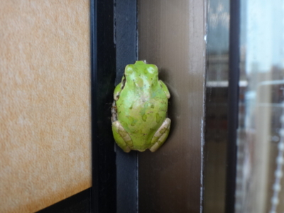 f:id:hatekota810:20140725191046j:image