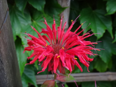 f:id:hatekota810:20140725193932j:image