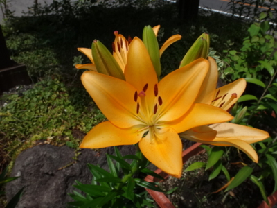 f:id:hatekota810:20140808192632j:image