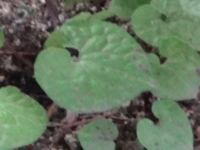 f:id:hatekota810:20140812185823j:image
