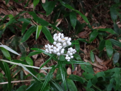 f:id:hatekota810:20140901192332j:image