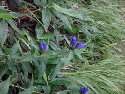 f:id:hatekota810:20140901192501j:image