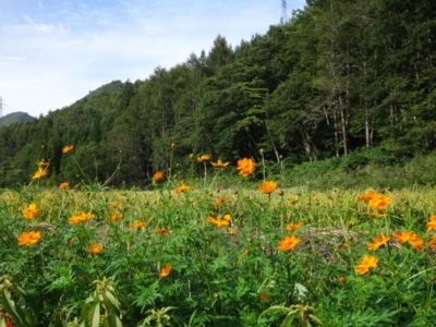 f:id:hatekota810:20140914190114j:image