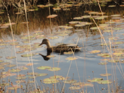 f:id:hatekota810:20141005190004j:image