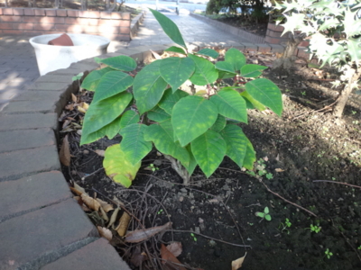 f:id:hatekota810:20141029185854j:image