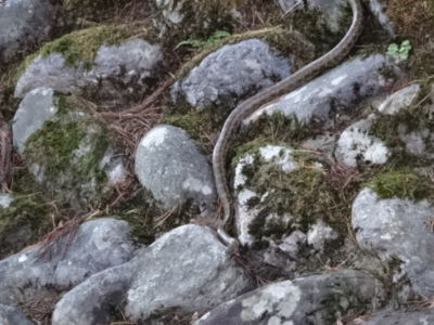 f:id:hatekota810:20141115195646j:image