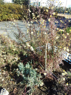 f:id:hatekota810:20141219191510j:image