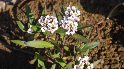 f:id:hatekota810:20150120192800j:image