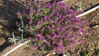 f:id:hatekota810:20150120193042j:image