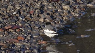 f:id:hatekota810:20150121193854j:image