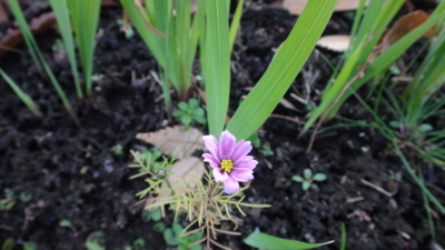 f:id:hatekota810:20150121194009j:image