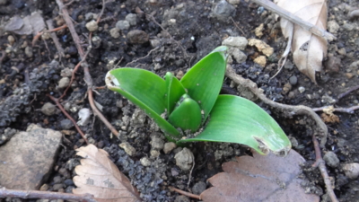 f:id:hatekota810:20150121194135j:image