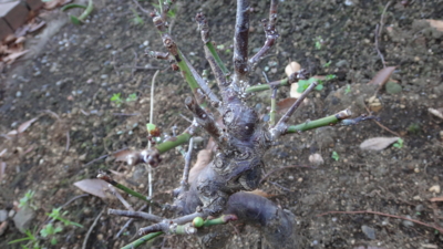 f:id:hatekota810:20150121194236j:image