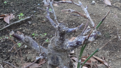 f:id:hatekota810:20150121194348j:image