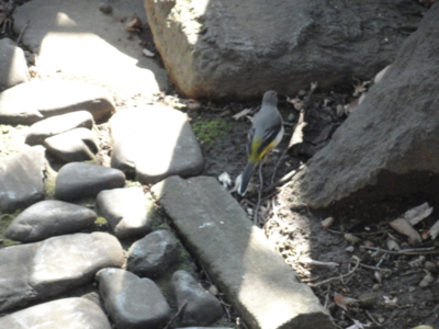 f:id:hatekota810:20150201185750j:image