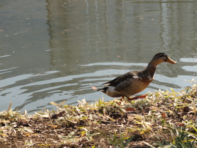 f:id:hatekota810:20150203191313j:image