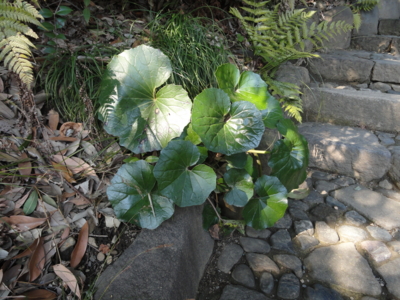 f:id:hatekota810:20150204194020j:image