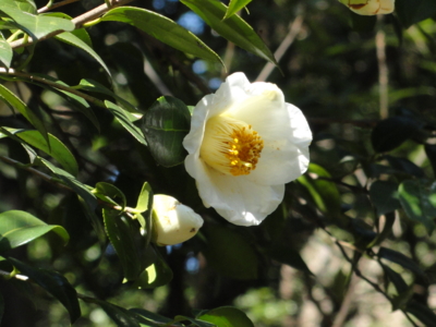 f:id:hatekota810:20150205193204j:image