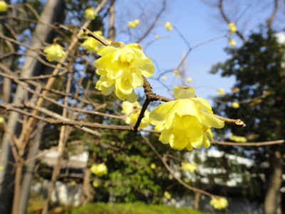 f:id:hatekota810:20150206195802j:image