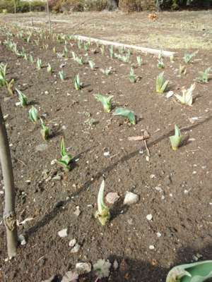 f:id:hatekota810:20150301180223j:image