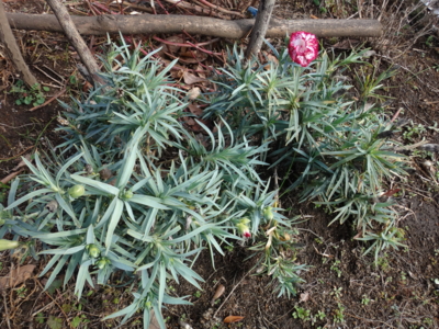 f:id:hatekota810:20150305190416j:image