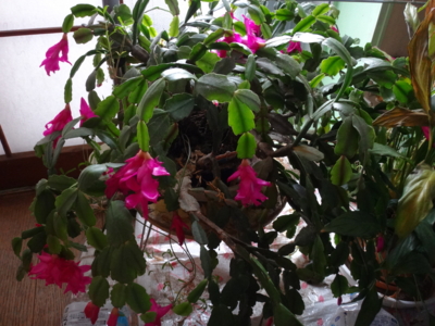 f:id:hatekota810:20150308191240j:image