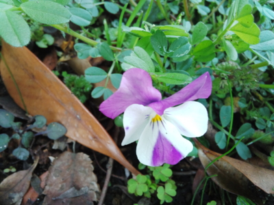 f:id:hatekota810:20150329184904j:image