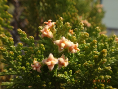 f:id:hatekota810:20150331192057j:image