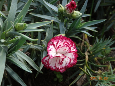 f:id:hatekota810:20150331192455j:image