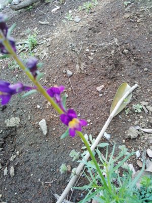 f:id:hatekota810:20150331192713j:image